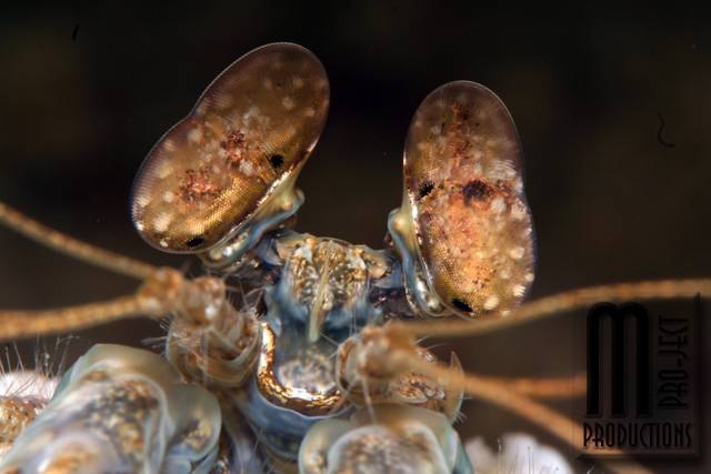 Fangschreckenkrebs Augen